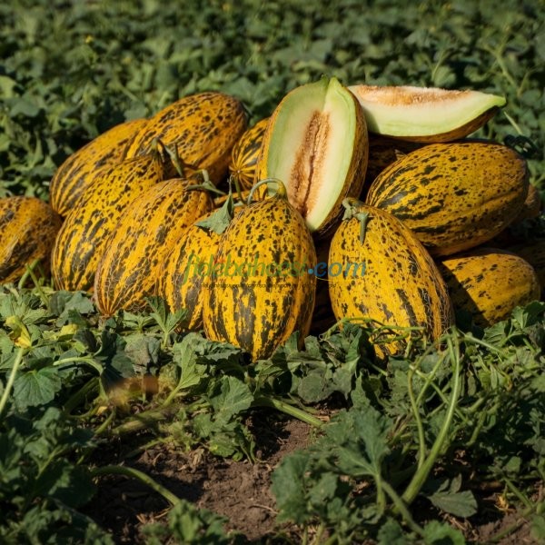 Hermanos F1 Kırkağaç Kavun Fidesi - Görsel 4