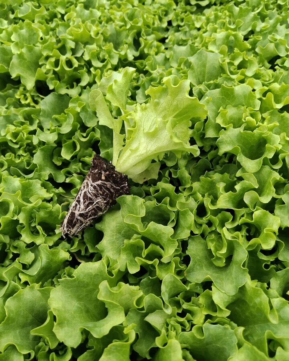 Kanaryole Kıvırcık Marul Fidesi