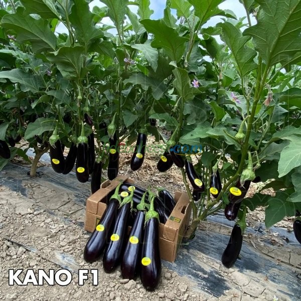 Kano F1 İri Silindirik Patlıcan Fidesi - Görsel 2