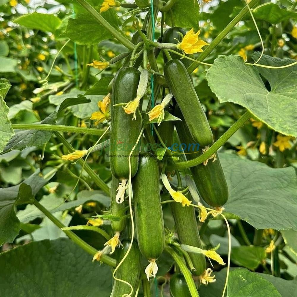 Kıtır F1 Sırık Hıyar Fidesi - Görsel 3