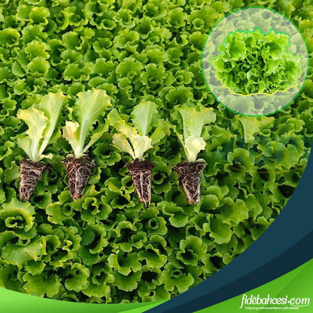 Meriva Kıvırcık Marul Fidesi