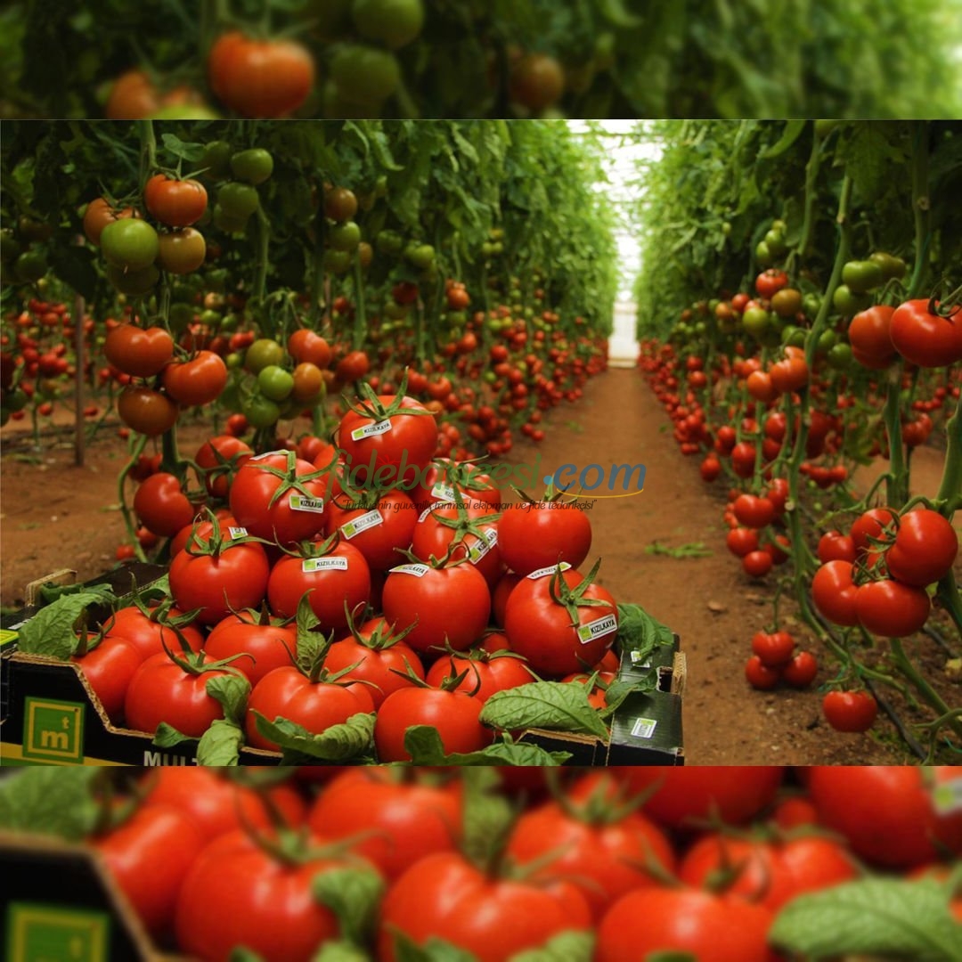 Kızılkaya F1 Domates Fidesi