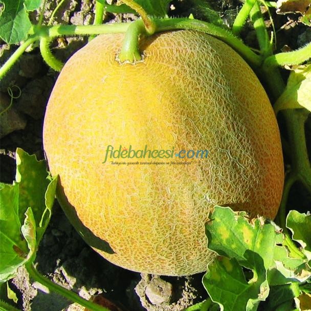 Konak F1 Kavun Fidesi - Görsel 2