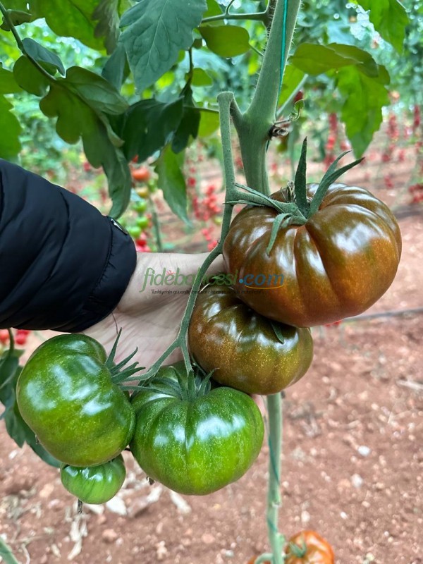 Kunuri F1 Sırık Köy Tipi Domates Tohumu 