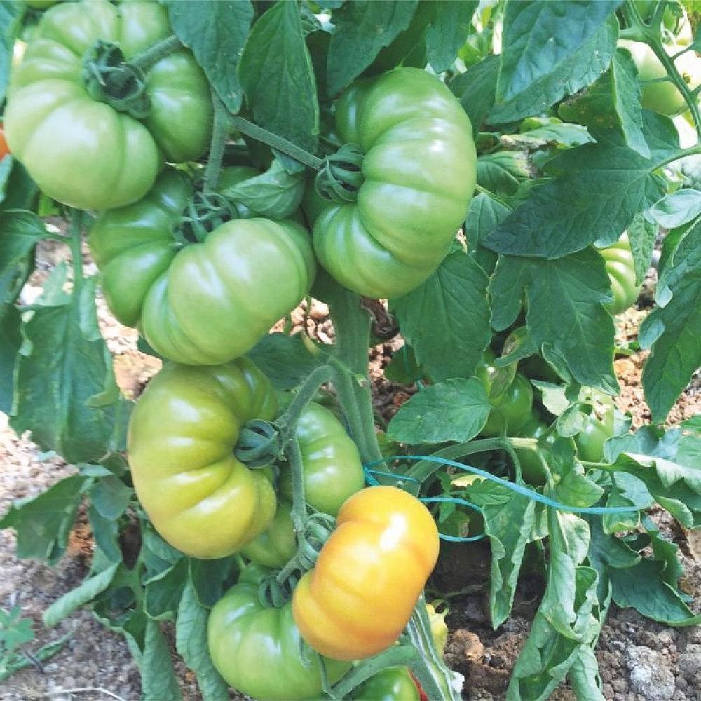 Lapçin F1 Yarı Sırık Köy Domatesi Fidesi - Görsel 2