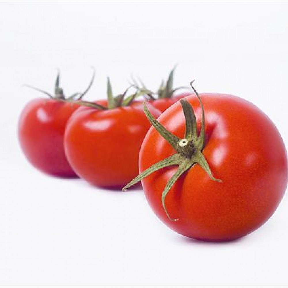 Lavinya F1 Sırık Domates Fidesi