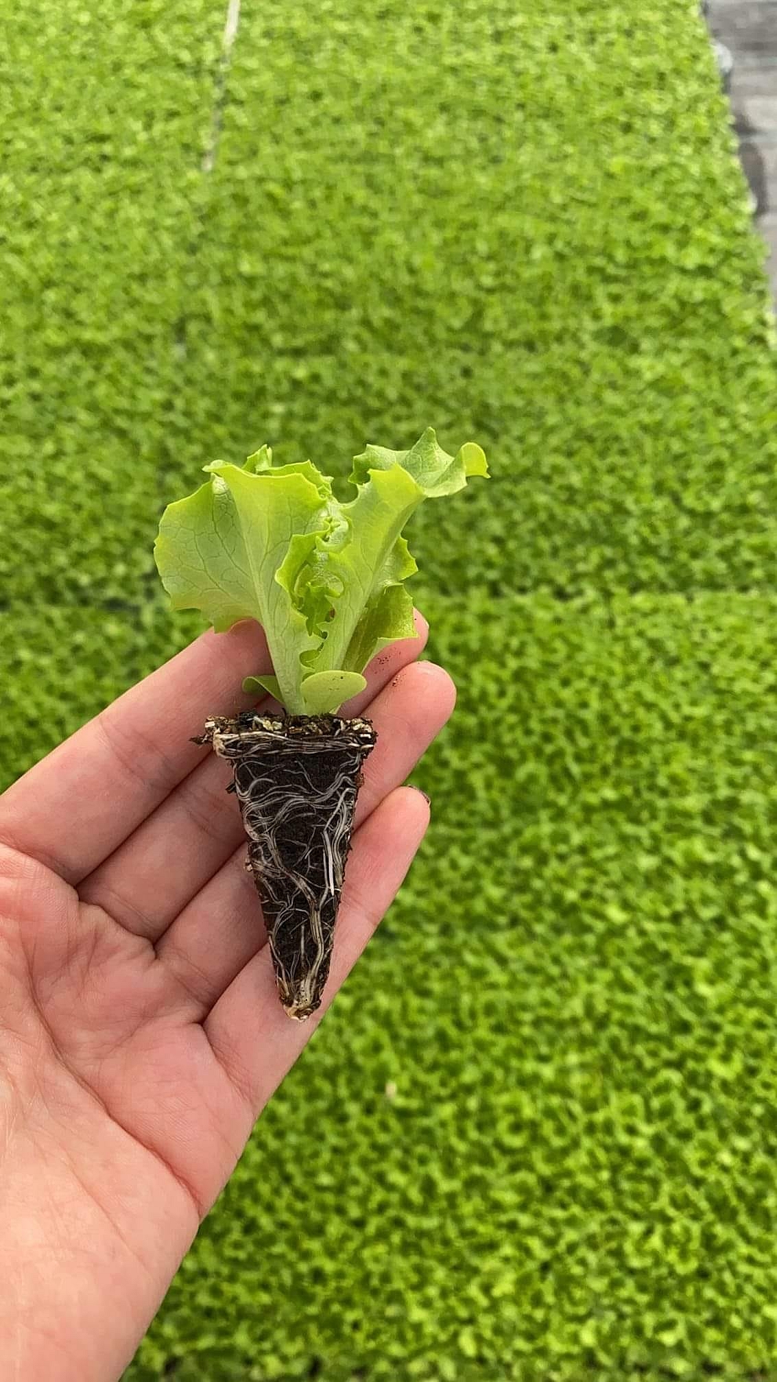 Maritima Kıvırcık Marul Fidesi