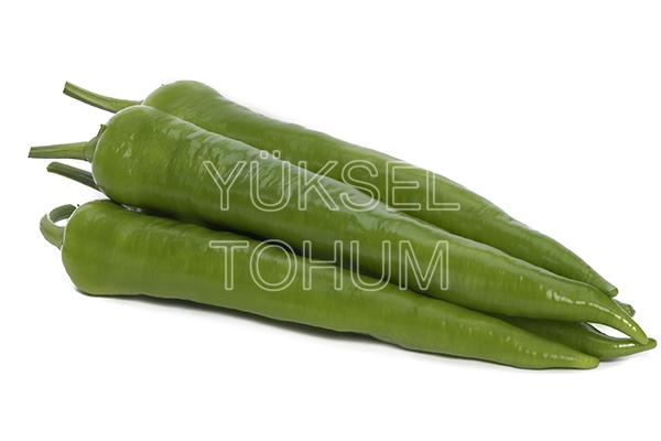 Mert F1 Biber Fidesi