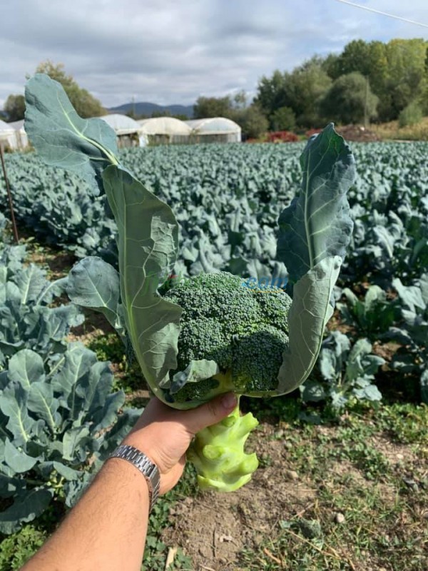 Naxos F1 Brokoli Fidesi - Görsel 3