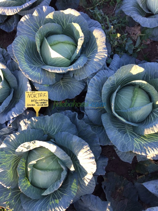 Nokta F1 Beyaz Lahana Fidesi