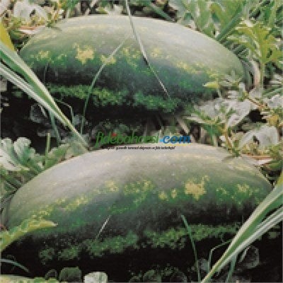Aşılı Odipus F1 Karpuz Fidesi - Görsel 2