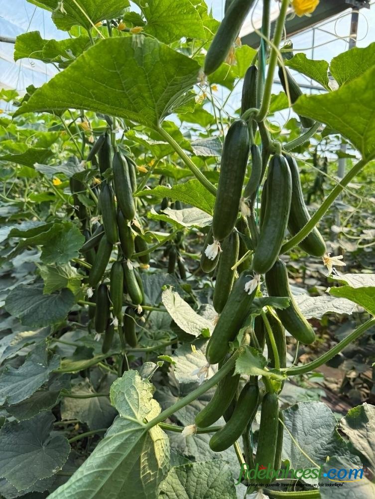 Petek Çıtır F1 Hıyar Fidesi - Görsel 2