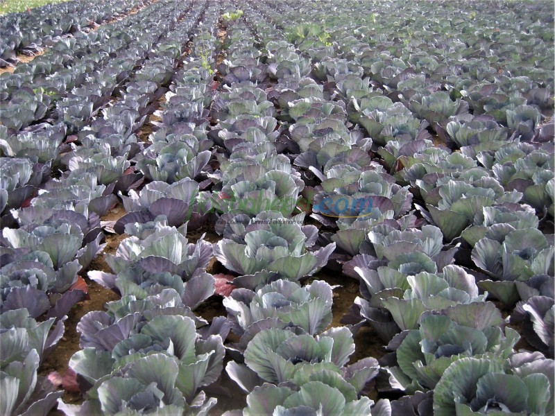 Rondale F1 Kırmızı Lahana Fidesi - Görsel 2