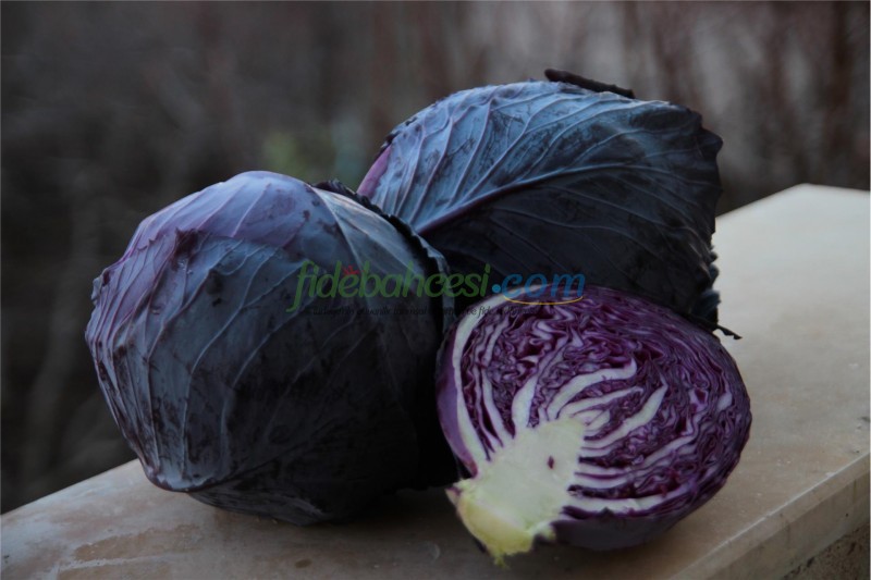 Rondale F1 Kırmızı Lahana Fidesi