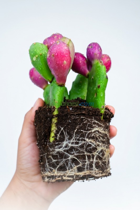 Saksı Mix 10 L Kaktüs & Sukulent Toprağı - Görsel 3