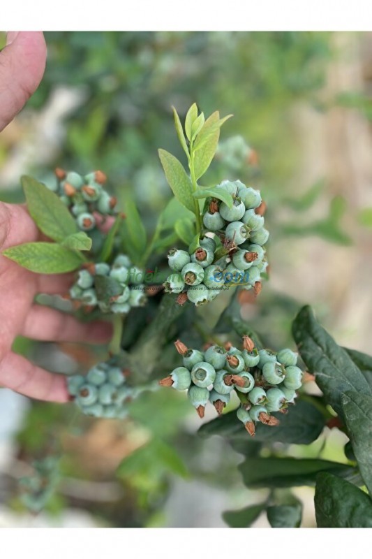 Saksi Mix Blueberry Mix 40 L - Görsel 2