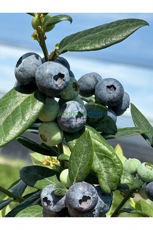 Saksi Mix Blueberry Mix 40 L - Görsel 3