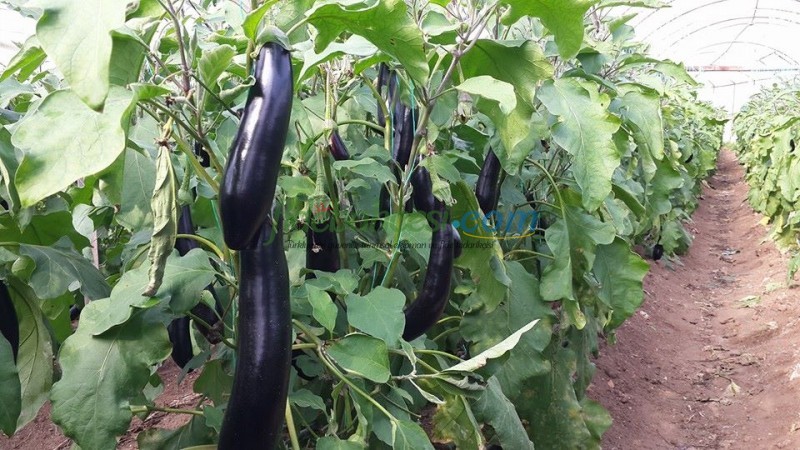 Sicilia F1 Patlıcan Fidesi - Görsel 3