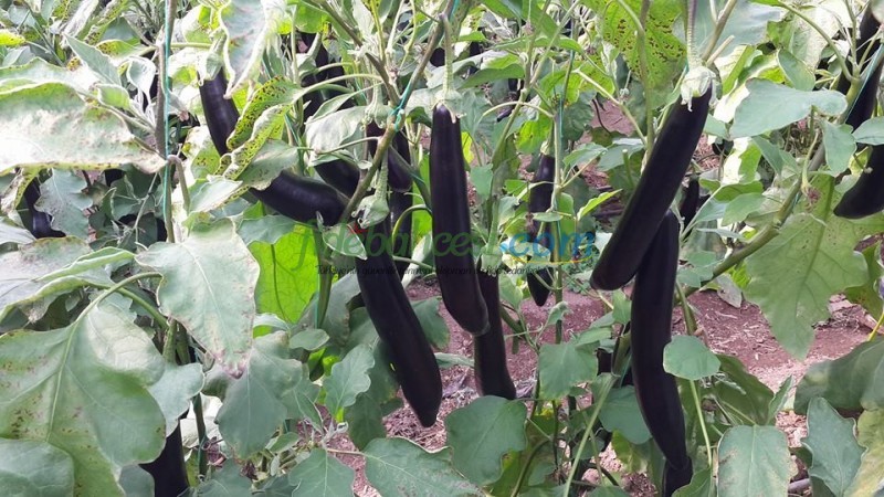 Sicilia F1 Patlıcan Fidesi - Görsel 4