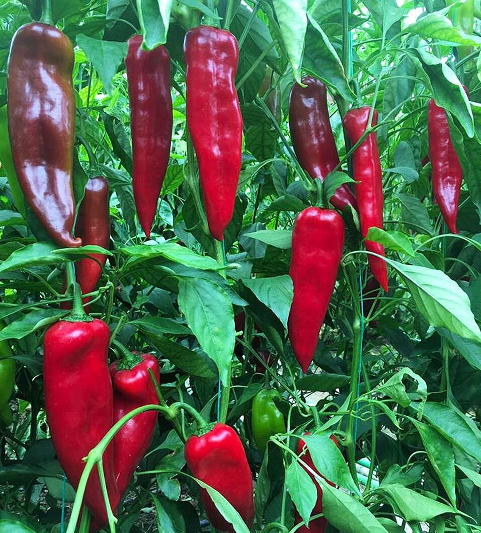 Standart Kapya Biber Fidesi