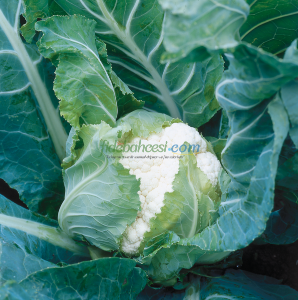 Steady Karnabahar Fidesi