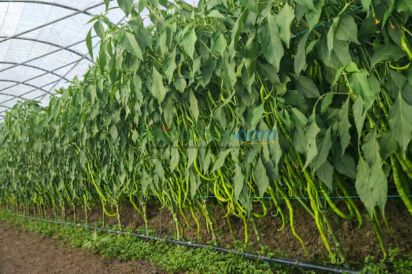 Sümbül F1 Kıl Biber Tohumu - Görsel 2