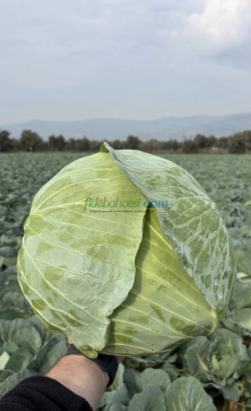 Süper Pamir F1 Beyaz Lahana Fidesi
