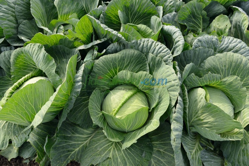 Tamarindo F1 Beyaz Lahana Fidesi - Görsel 2