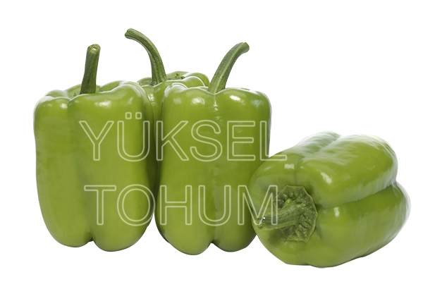 Tesla F1 Dolma Biber Fidesi