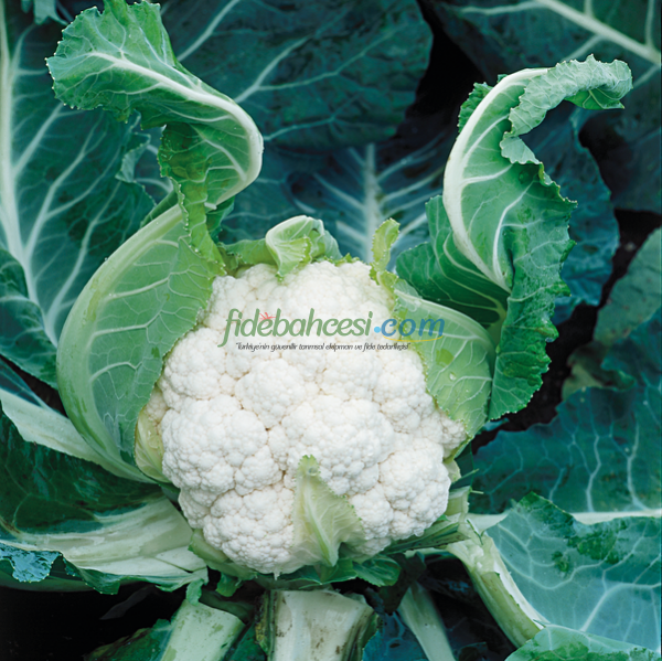 Tetris F1 Karnabahar Fidesi