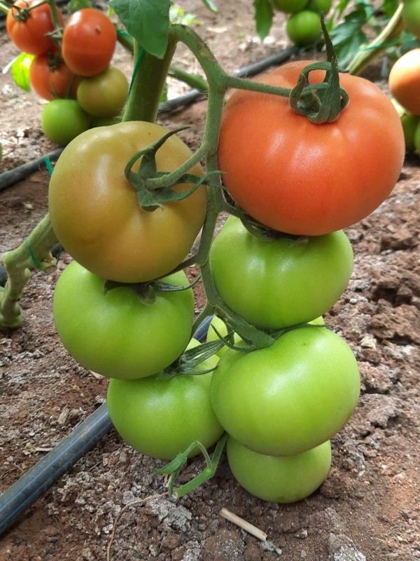 Torry F1 Domates Fidesi - Görsel 2