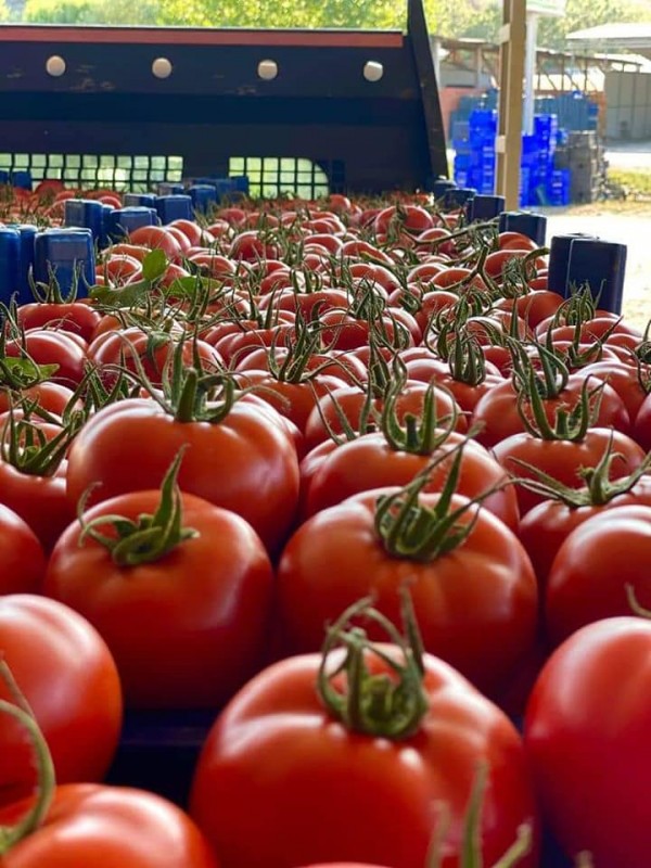 Torry F1 Domates Fidesi - Görsel 5