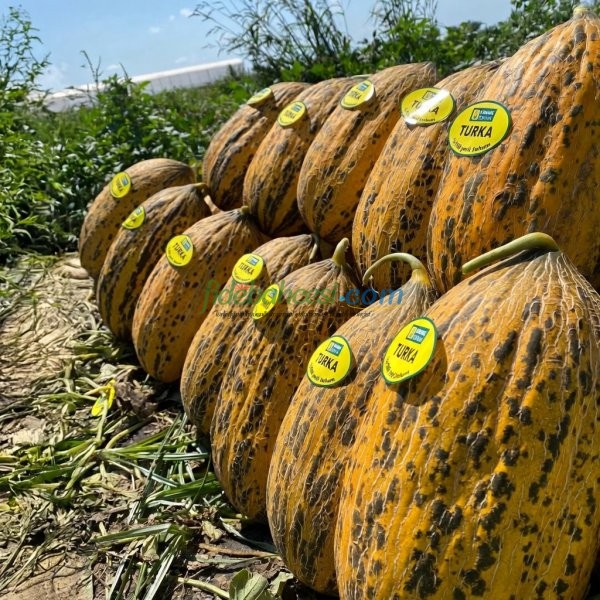 Turka 666 F1 Kırkağaç Kavun Fidesi - Görsel 2