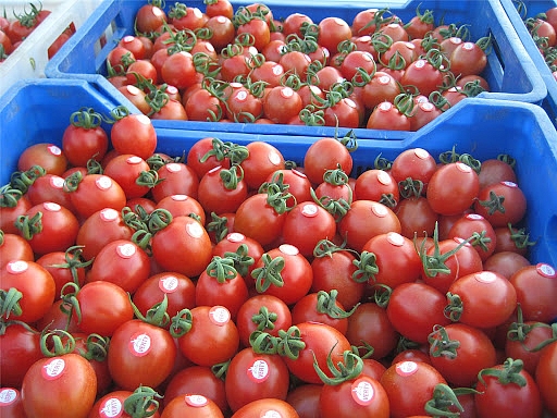 Verty Kokteyl Domates Fidesi - Görsel 2