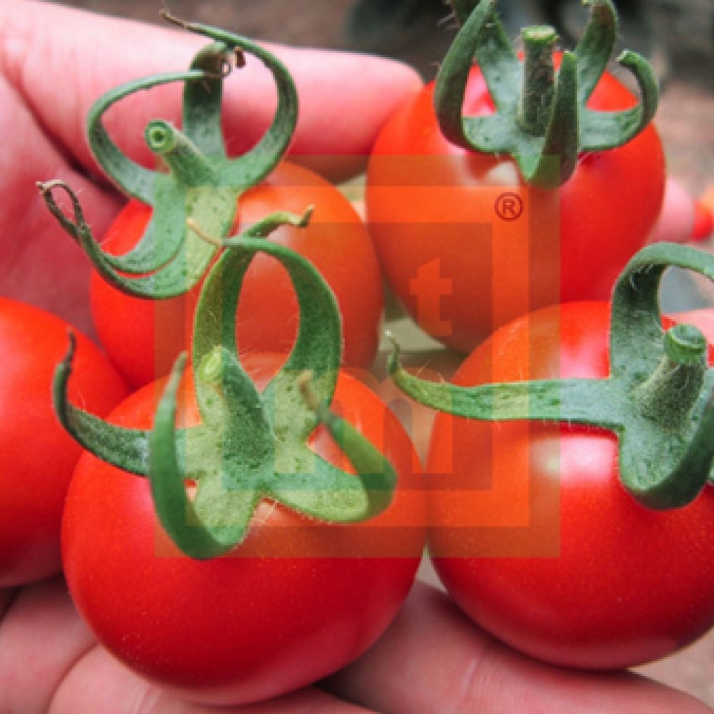 Verty Kokteyl Domates Fidesi