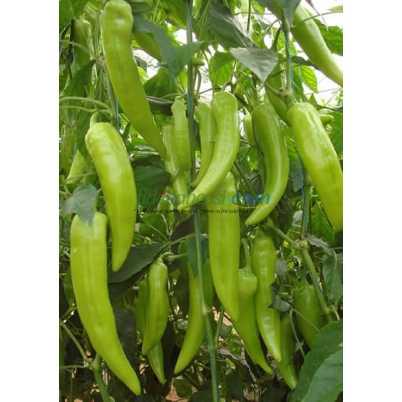 Yağız F1 Çarliston Biber Tohumu - Görsel 2