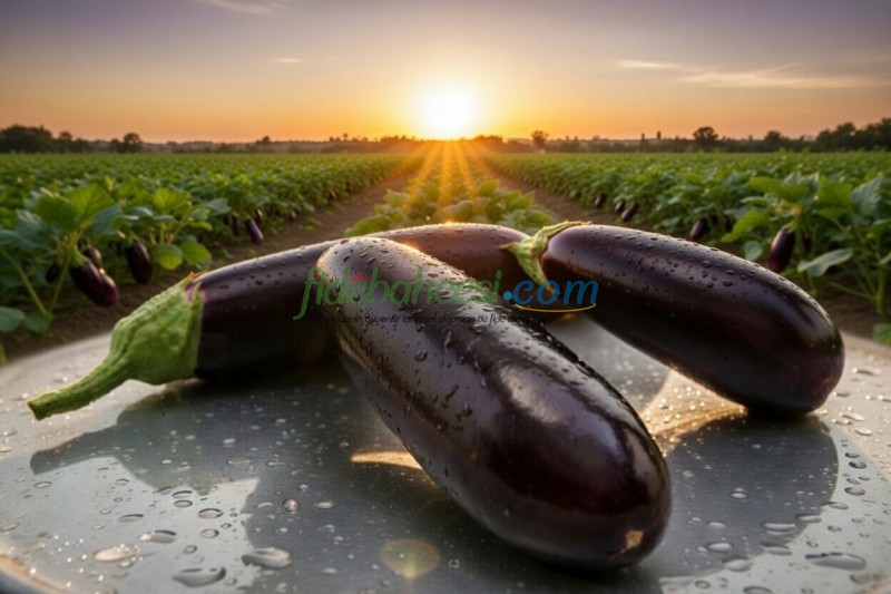 Yakut F1 Silindirik Patlıcan Fidesi - Görsel 2