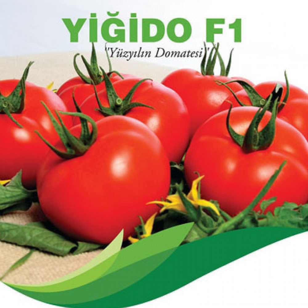 Yiğido F1 Domates Fidesi
