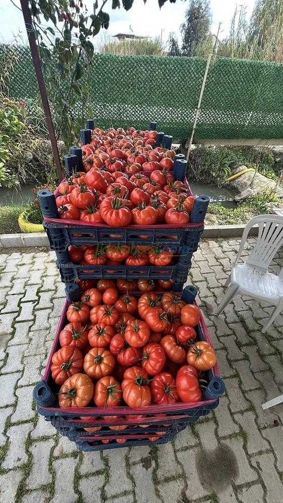 Yıldızköy F1 Domates Tohumu - Görsel 4