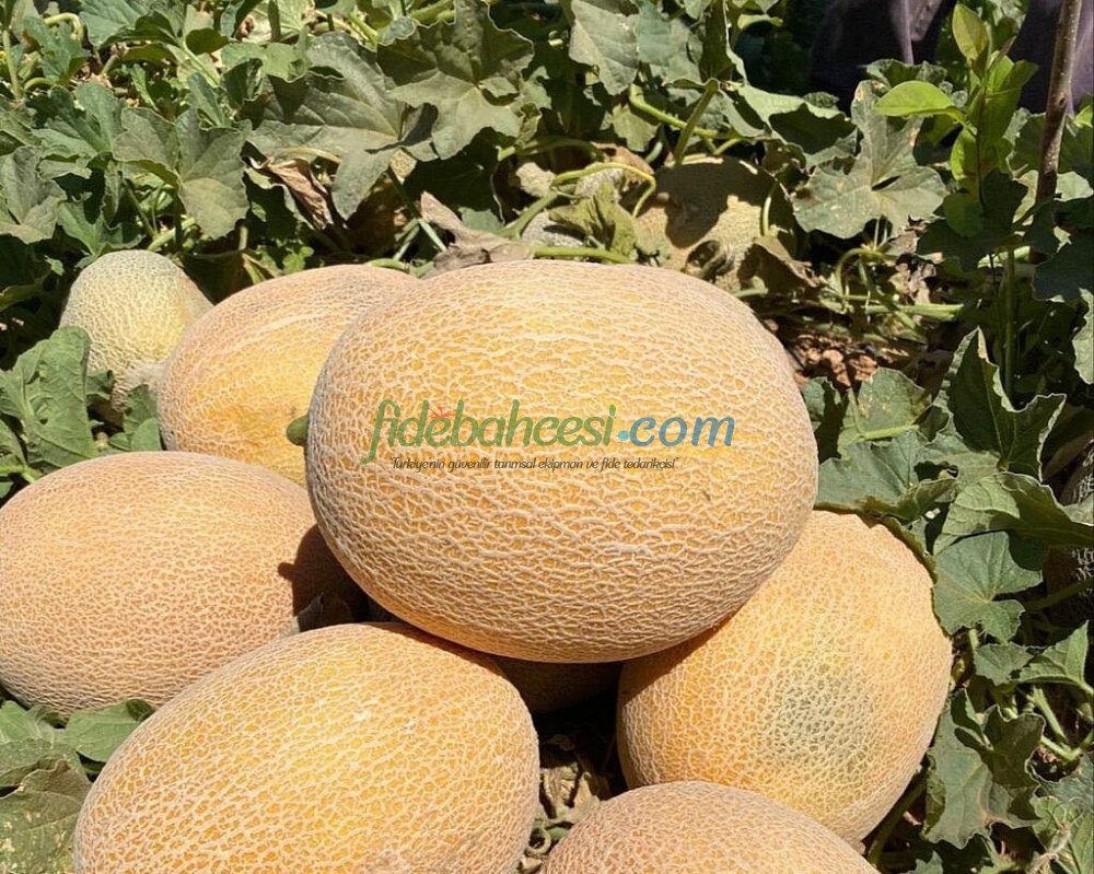 Zehra F1 Galya & Ananas Tip Kavun Tohumu - Görsel 2