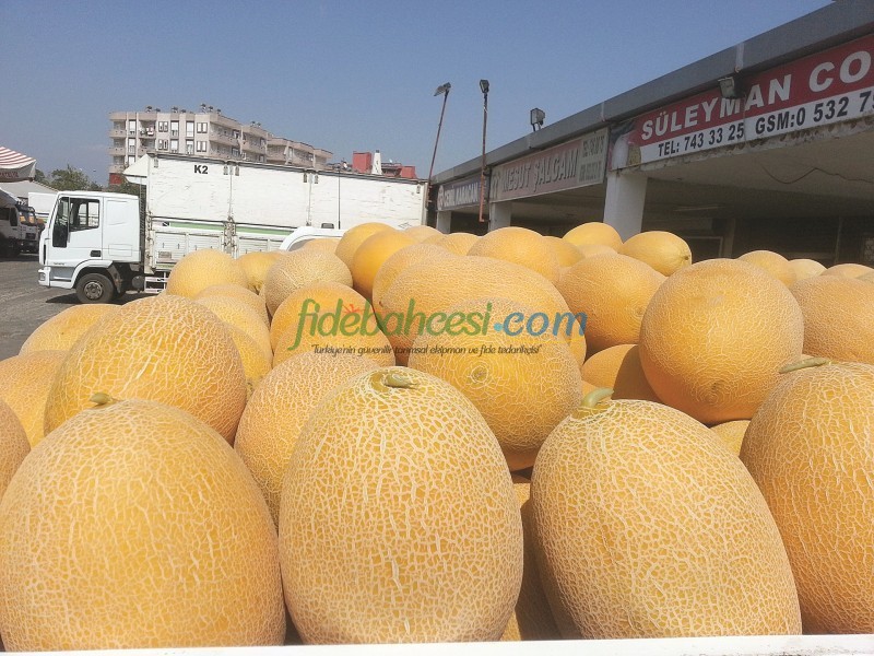 Kavun Yetiştiriciliği Rehberi: Verimli ve Kaliteli Üretim İçin Kapsamlı Bilgiler