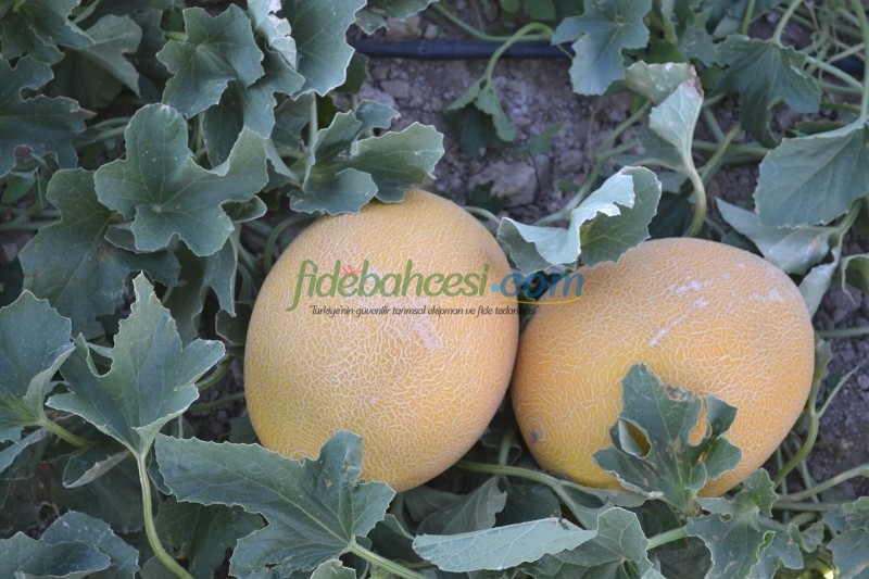 Zümra F1 Kavun Fidesi - Görsel 3