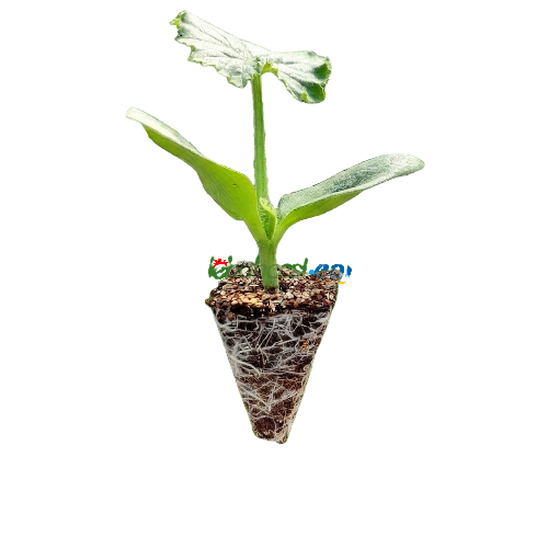 Paranoya F1 Hıyar Fidesi - Görsel 2