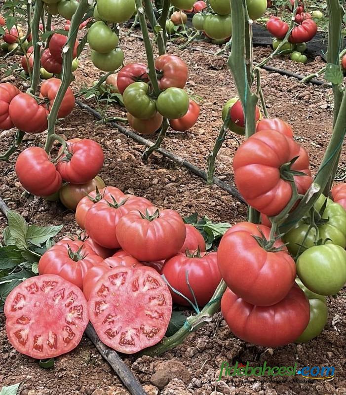 Aşılı Pepton F1 Domates Fidesi