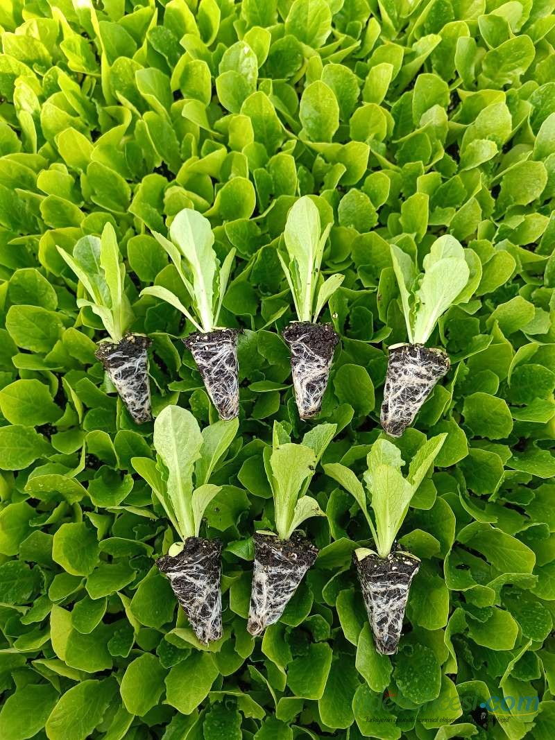 Marul (Lactuca sativa)