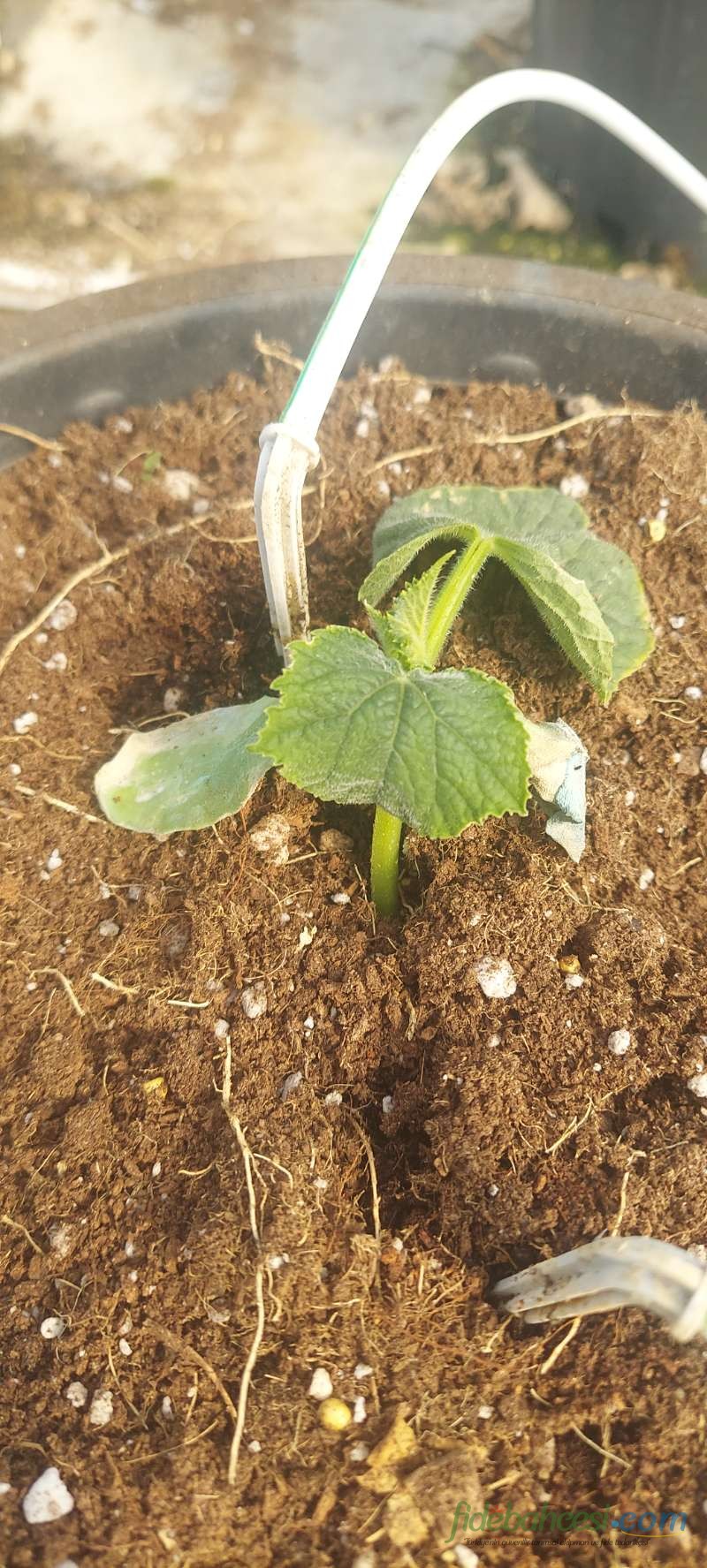 Kabak (Cucurbita pepo)