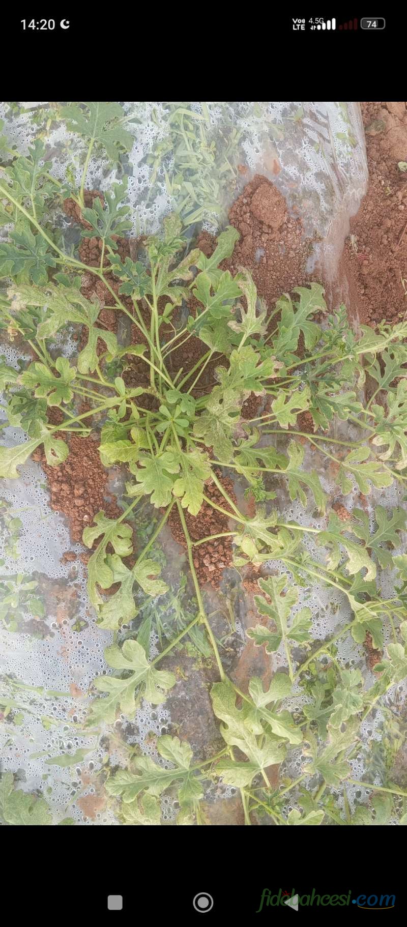 Karpuz (Citrullus lanatus)