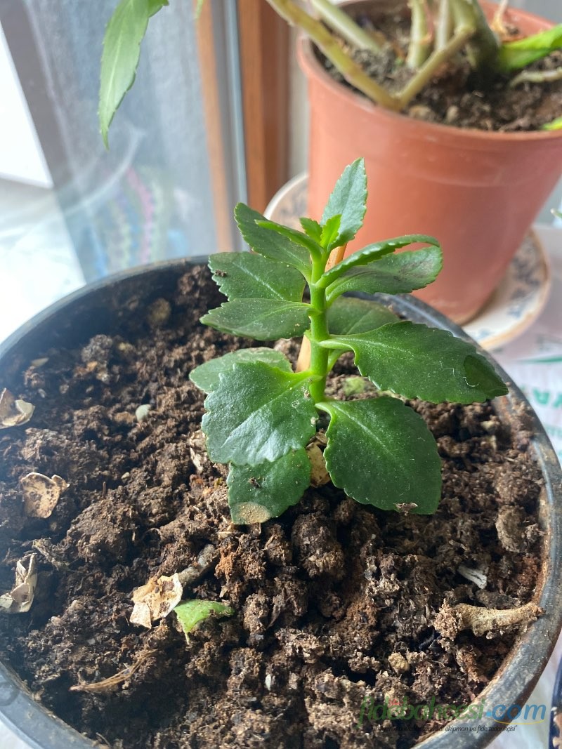 Kalanşo (Kalanchoe blossfeldiana)