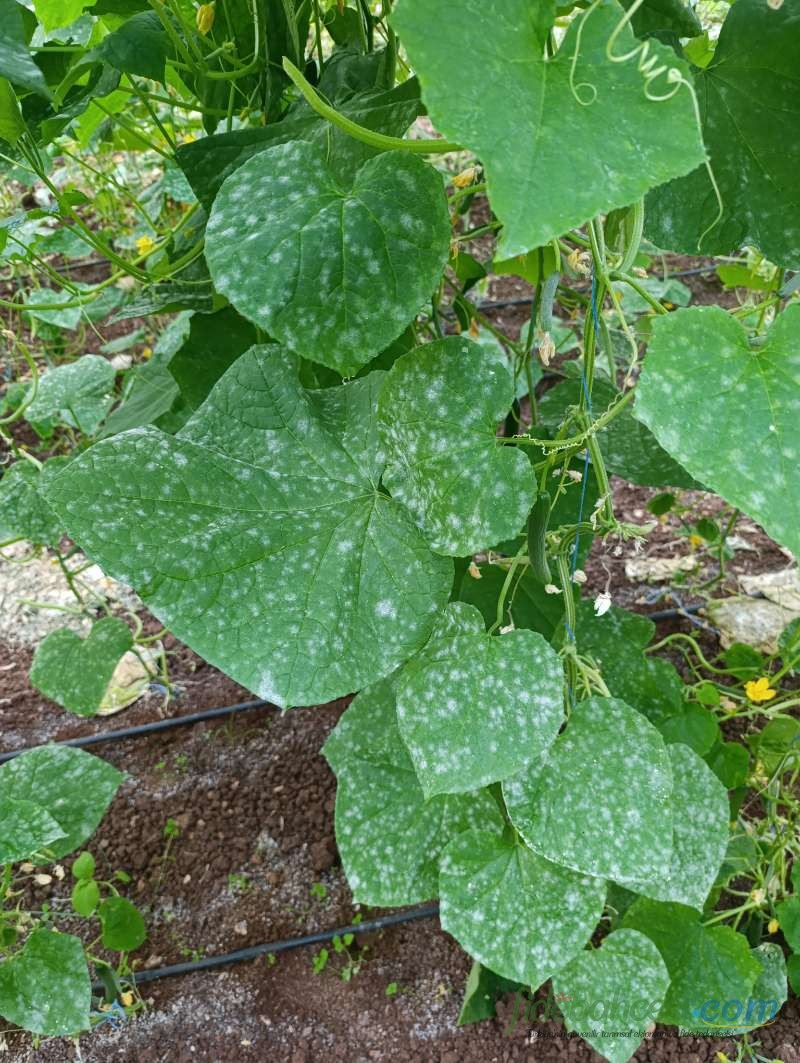 Salatalık (Cucumis sativus)