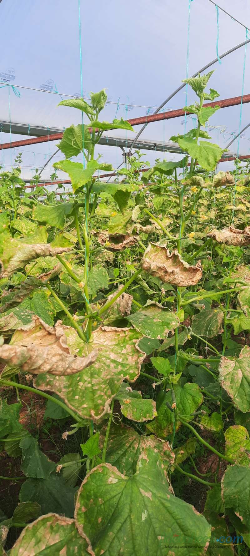 Salatalık (Cucumis sativus)